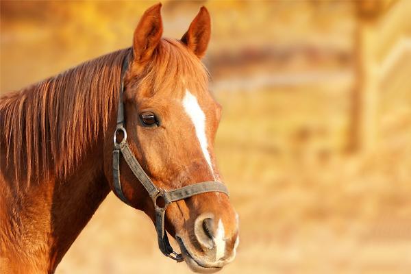 Cara Mengetahui Tanda Vital pada Kuda Anda