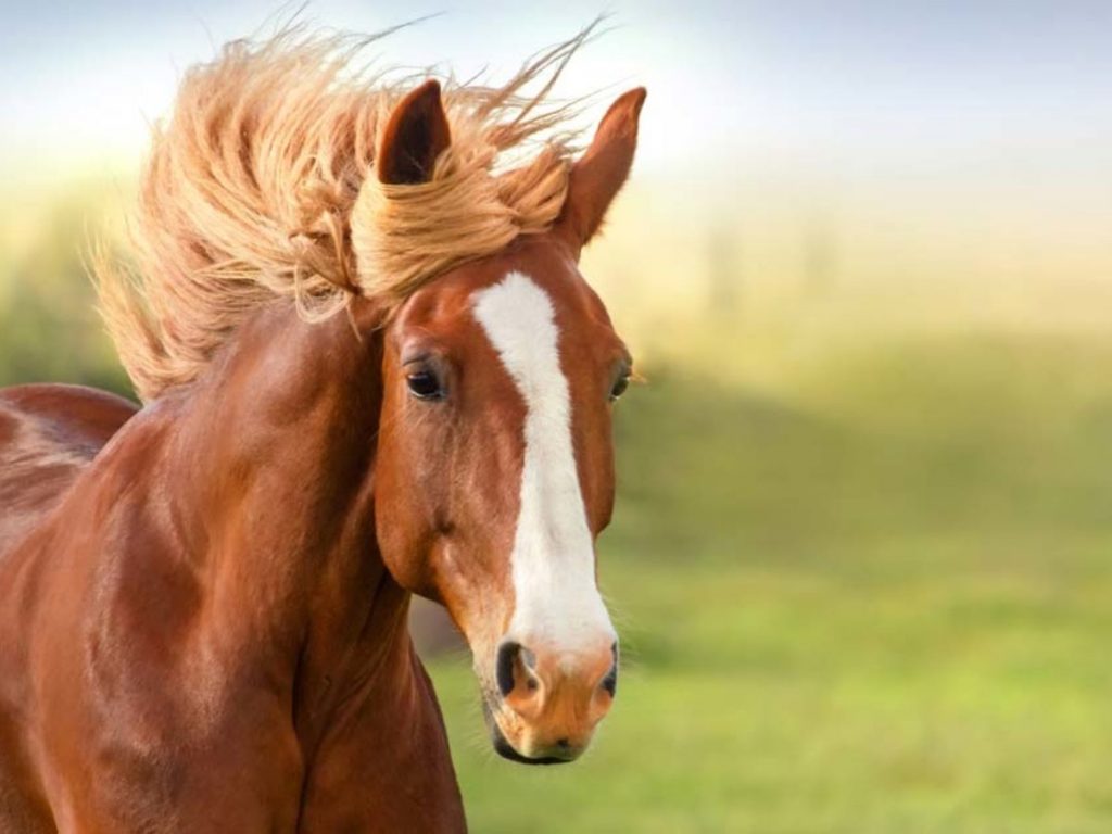 Pengetahuan Dasar dalam Merawat Kuda: Bagian 1