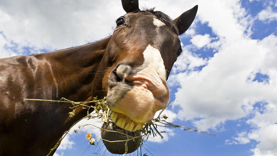 Tiga Mitos yang Tidak Umum tentang Memberi Makan Kuda