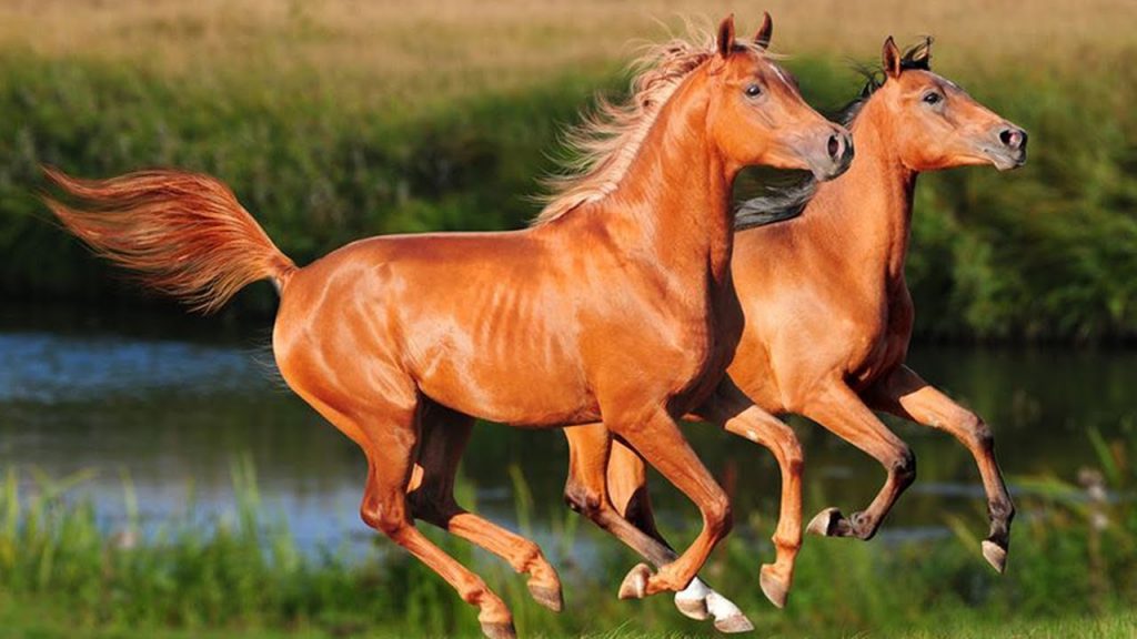Benih Kuda Termahal Di Dunia