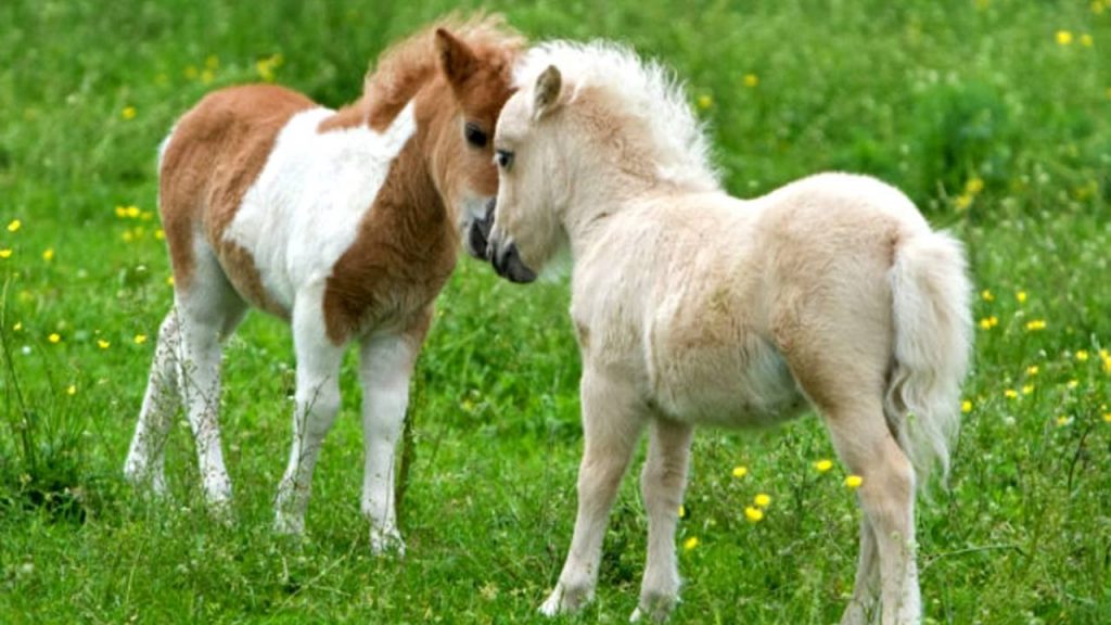Ras Kuda-Kuda Kecil di Dunia